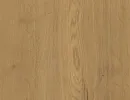 ДУБ ГАЛИФАКС ЗОЛОТИСТЫЙ