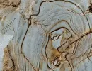 breccia romano