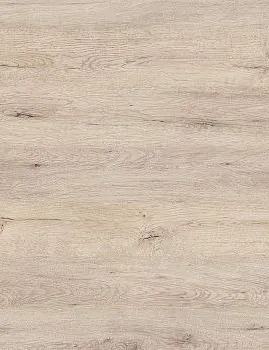 corsica oak